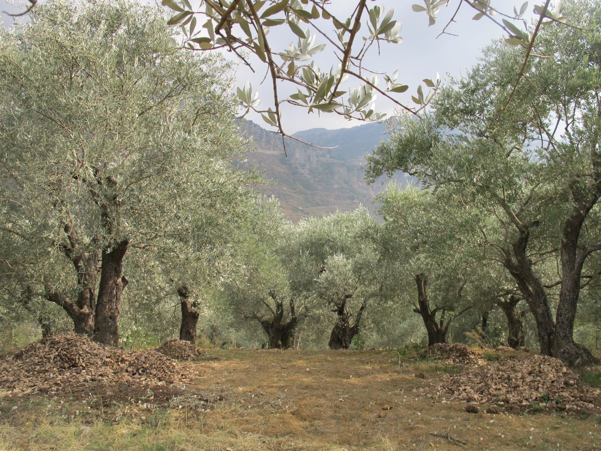Planting Roots in Israel