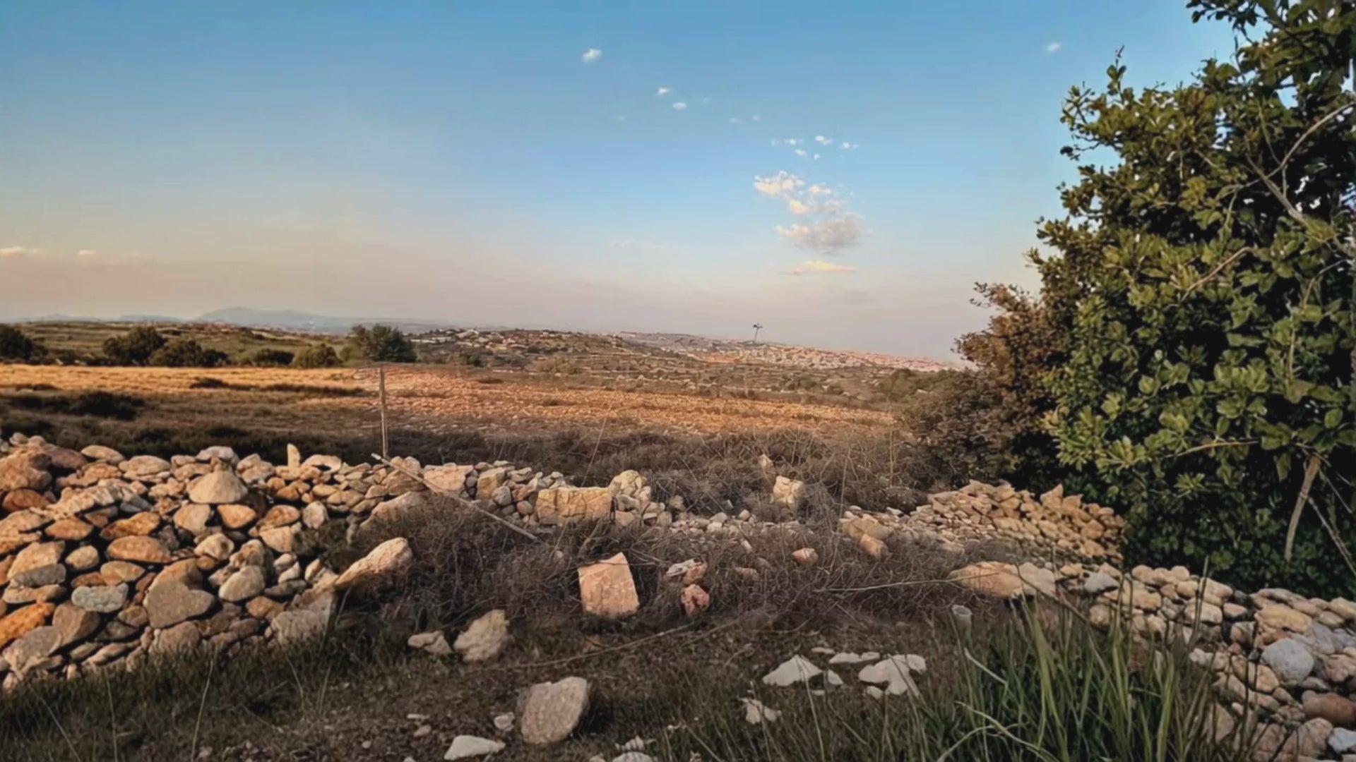 Olive Trees & Grapevines